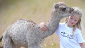 Miki Stephen, 6, from Glenview with baby Matilda at Qcamel on the Sunshine Coast. Pic: Jamie Hanson