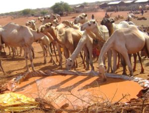 Wajir: herds of Camel at a makeshift water-point during a dry spell.