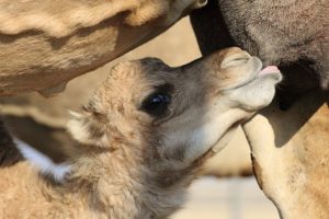 Camel milk, which has a therapeutic value, poses a potential in the milk industry. (Photo : Getty Images) Read more: http://en.yibada.com/articles/163457/20160929/camel-milk-brings-young-businesswoman-huge-humps-money.htm#ixzz4LzlE3dlL